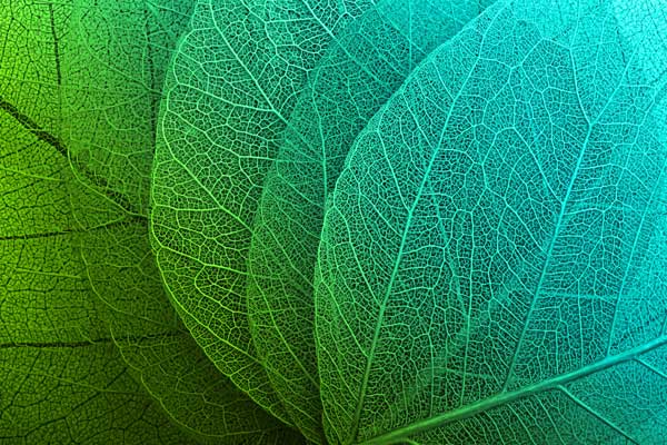 фото Картина Экорамка Тонкие зеленые листья, Холст