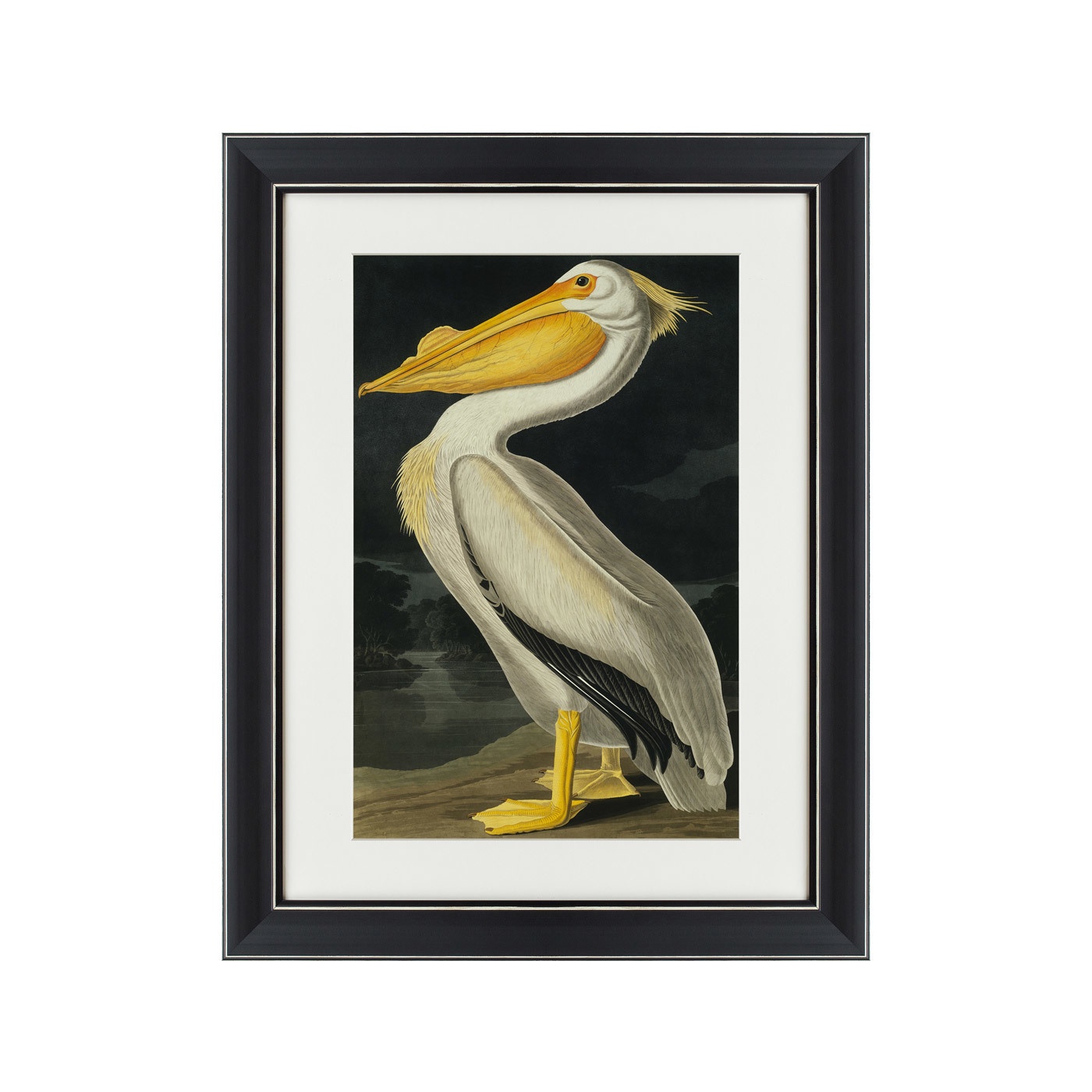 фото Картина Картины В Квартиру Американский белый пеликан, 1825г_, Бумага