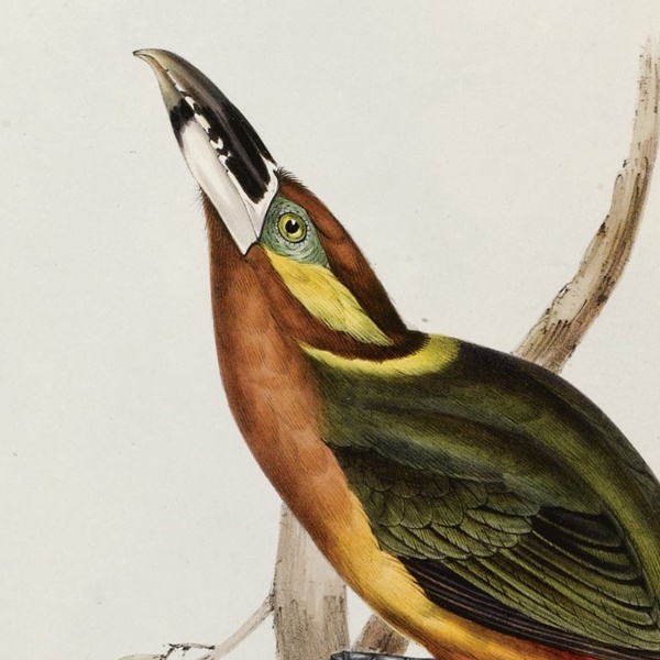 фото Картина Картины В Квартиру Экзотические виды птиц, литография, 1838г, Бумага