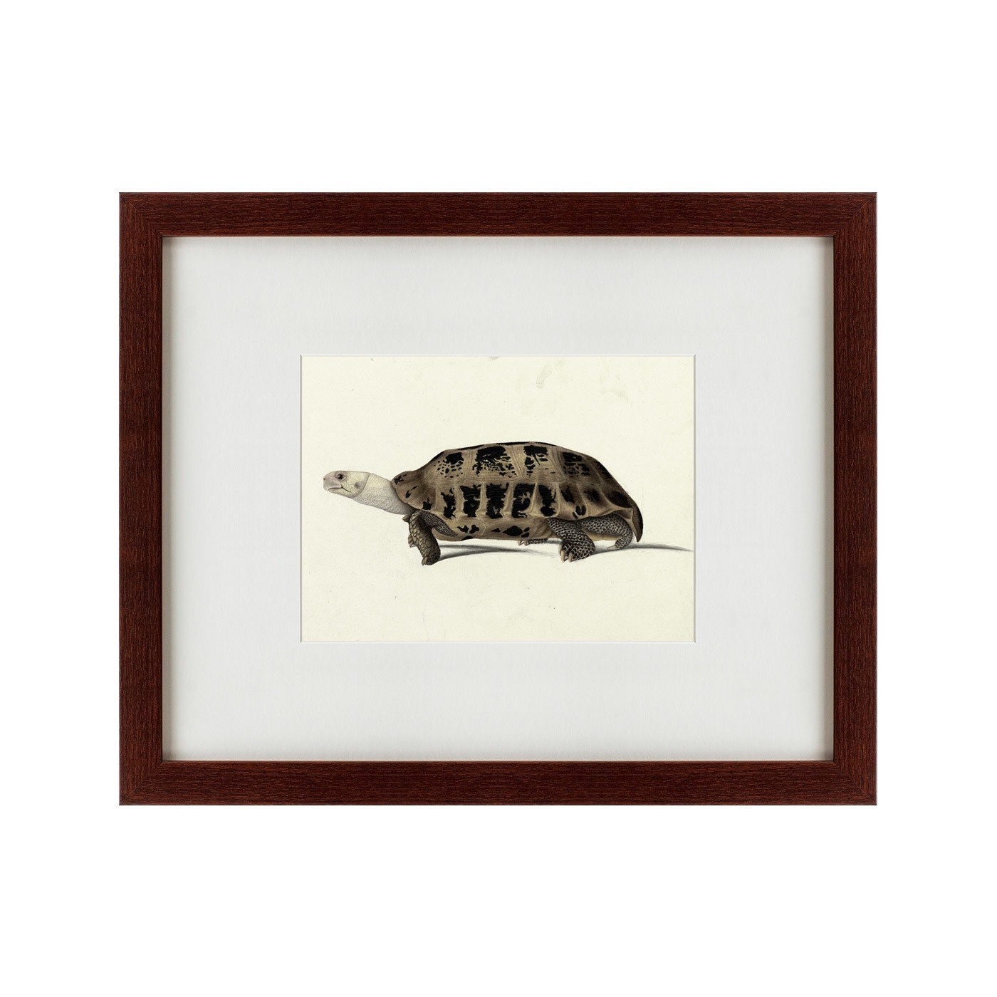 фото Картина Картины В Квартиру A hand-painted illustration of an Elongated tortoise, 1873, Бумага