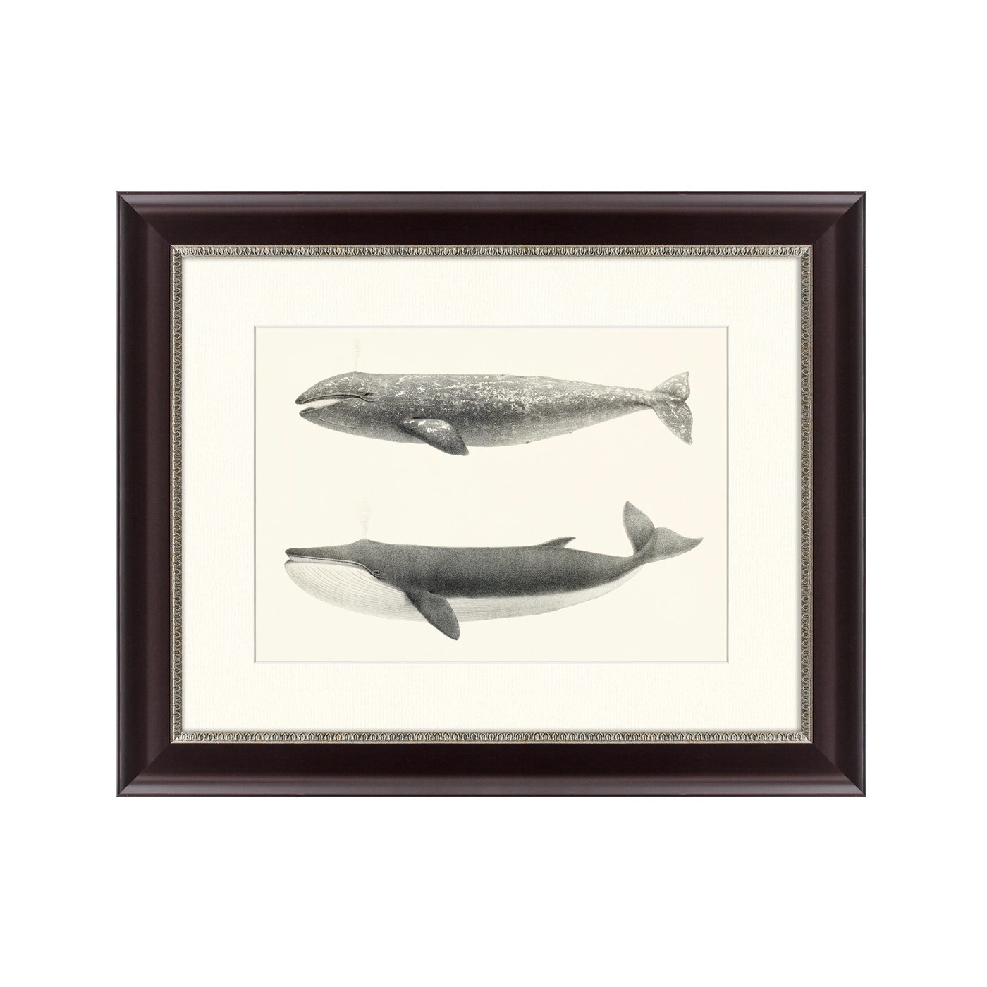 фото Картина Картины В Квартиру The California Gray Whale (Rhachieanectes claucus), 1857, Бумага
