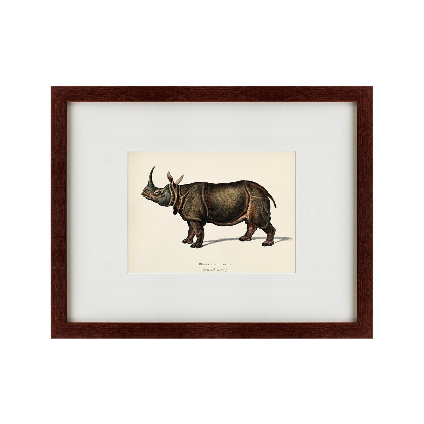 фото Картина Картины В Квартиру Rhinoceros ancienne gravure, 1849, Бумага