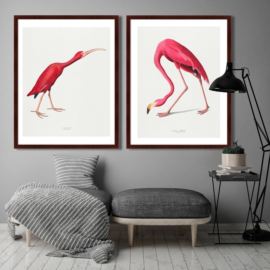 фото Картина Картины В Квартиру Scarlet Ibis, 1827г., Бумага