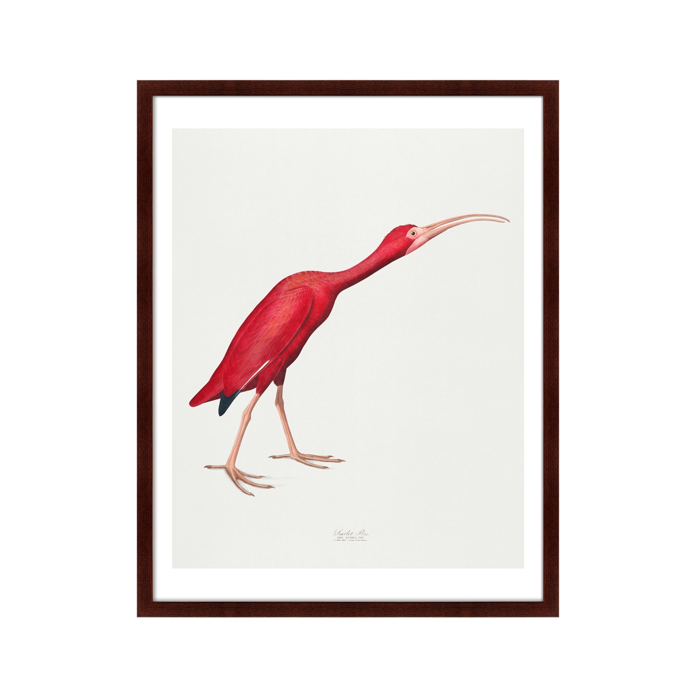 фото Картина Картины В Квартиру Scarlet Ibis, 1827г., Бумага