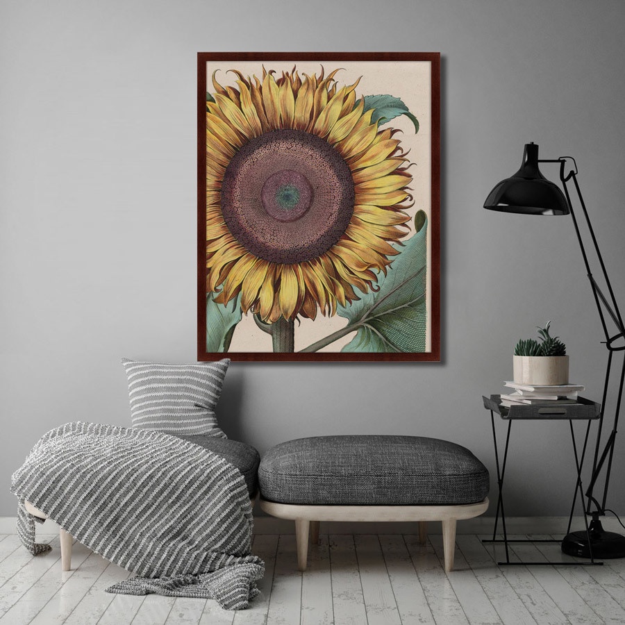 фото Картина Картины В Квартиру Large sunflower (Flos Solis Maior), 1713г., Бумага