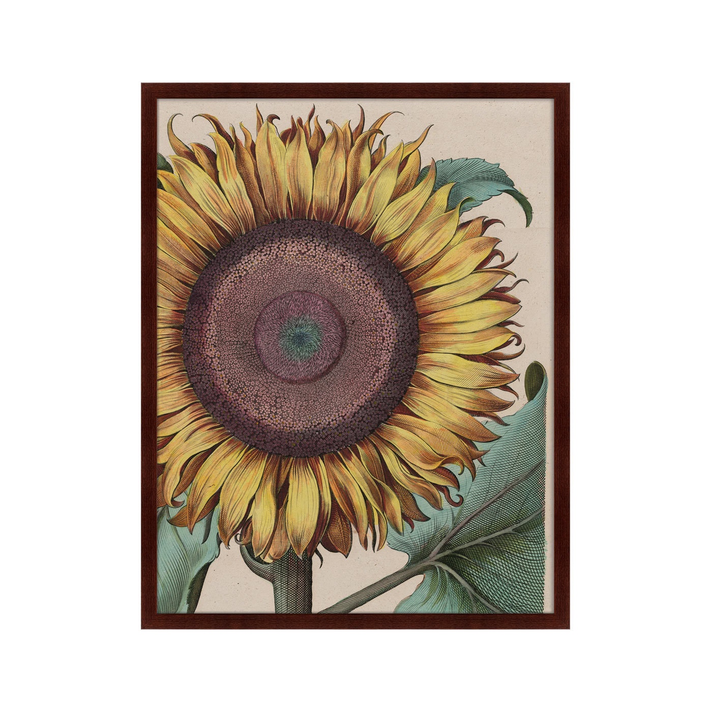 фото Картина Картины В Квартиру Large sunflower (Flos Solis Maior), 1713г., Бумага