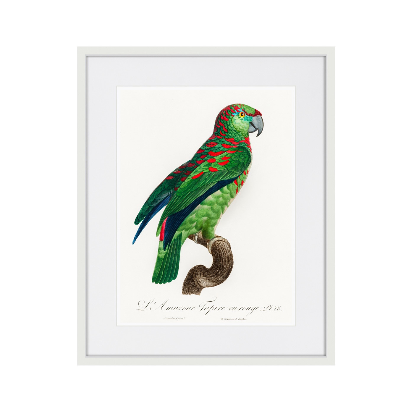 фото Картина Картины В Квартиру Beautiful parrots №4, 1872г., Бумага