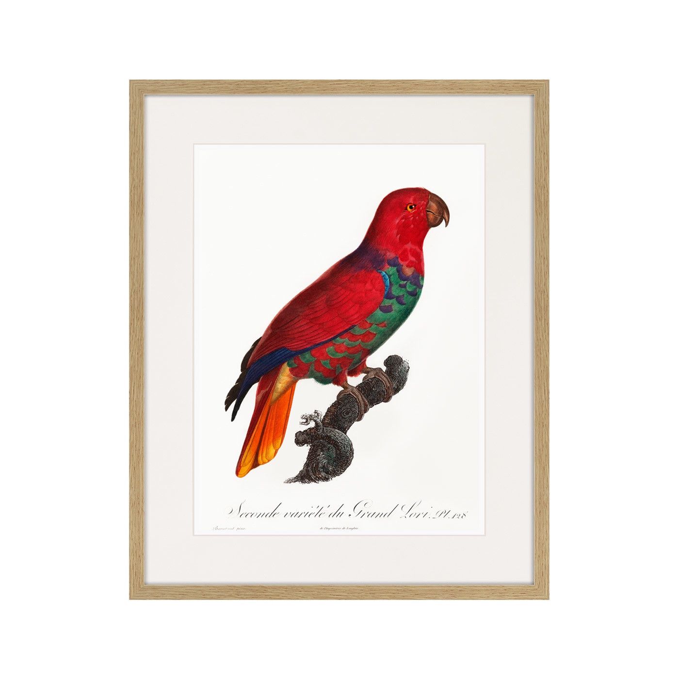 фото Картина Картины В Квартиру Beautiful parrots №9, 1872г., Бумага