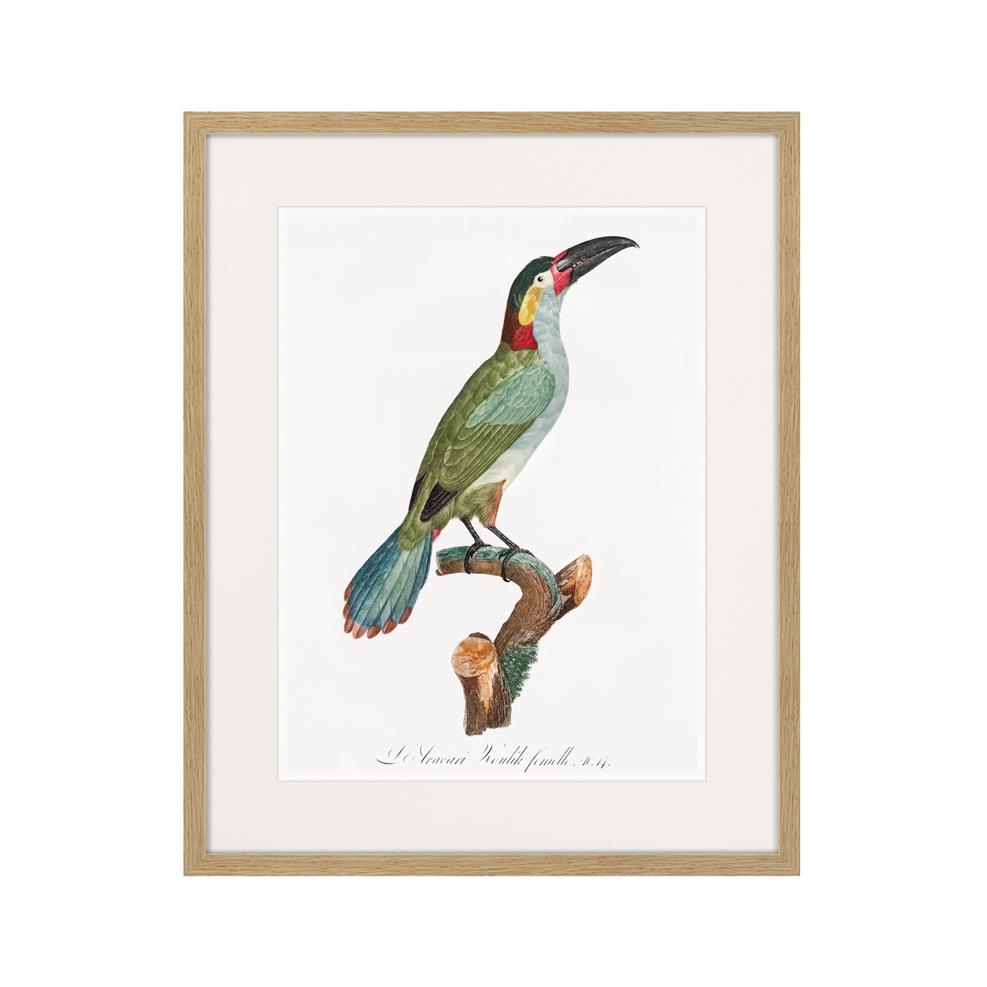 фото Картина Картины В Квартиру Beautiful toucans №3, 1806г., Бумага