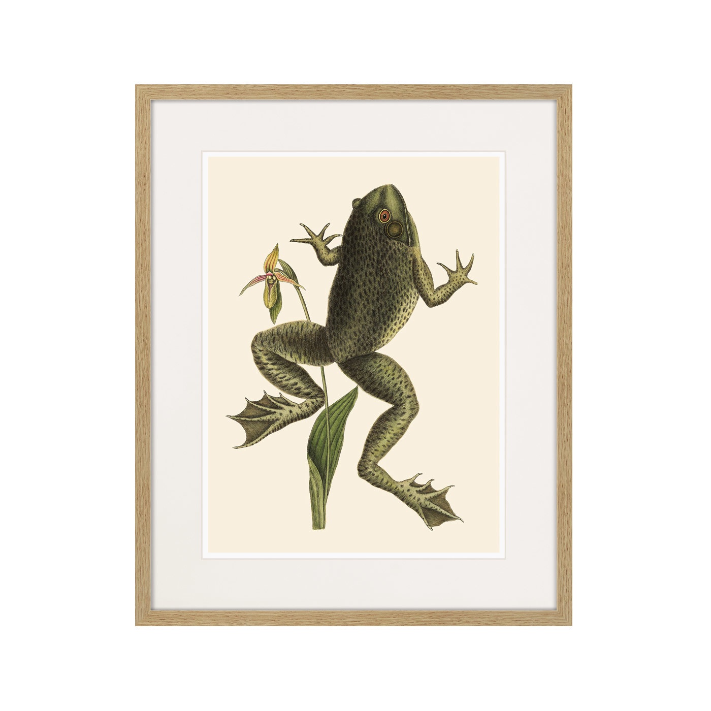 фото Картина Картины В Квартиру Big jumping frog, 1745г., Бумага