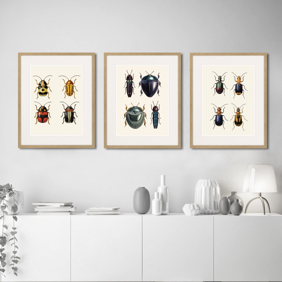 фото Картина Картины В Квартиру Assorted Beetles №1, 1735г., Бумага