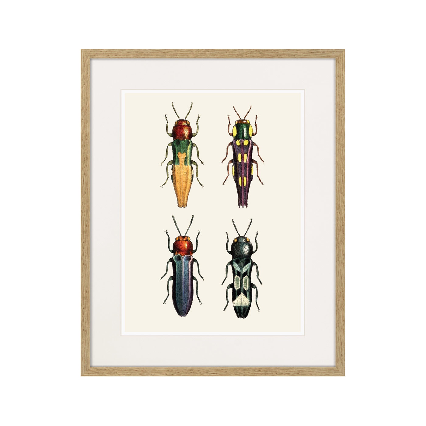 фото Картина Картины В Квартиру Assorted Beetles №5, 1735г., Бумага