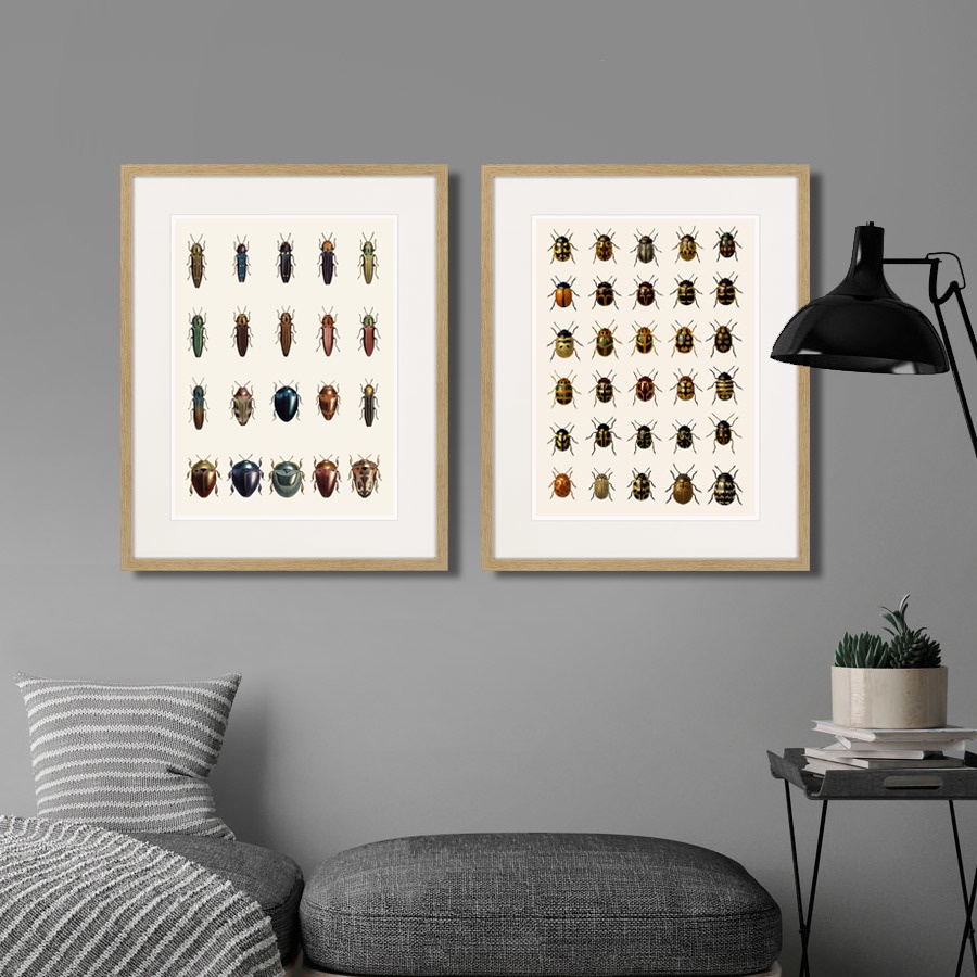 фото Картина Картины В Квартиру Assorted Beetles №3, 1735г., Бумага