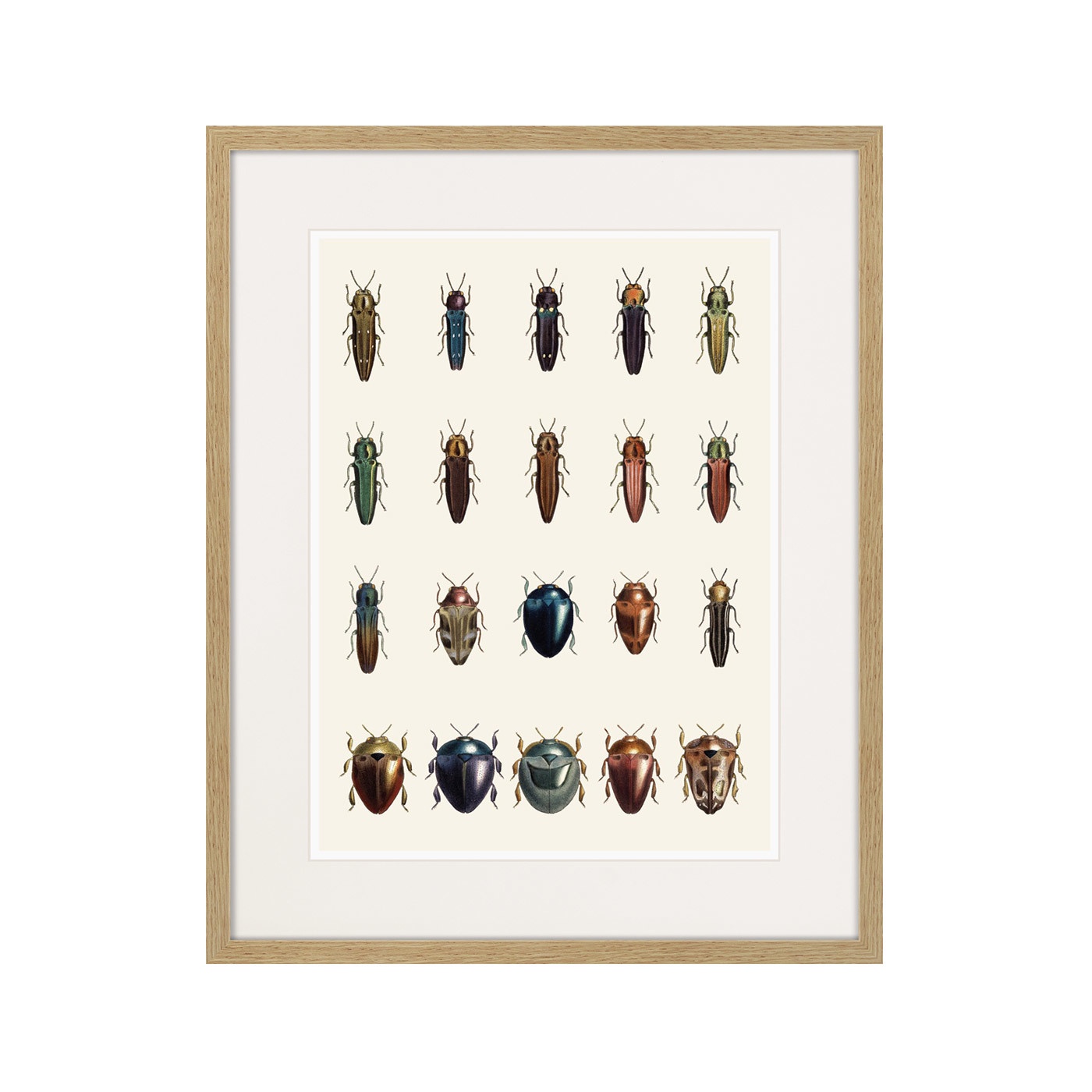 фото Картина Картины В Квартиру Assorted Beetles №3, 1735г., Бумага