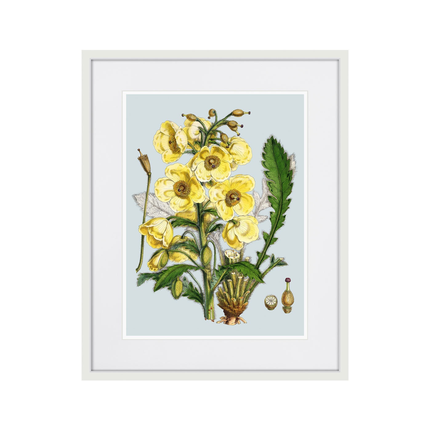 фото Картина Картины В Квартиру Himalaya Plants Yellow Flower, 1869г., Бумага