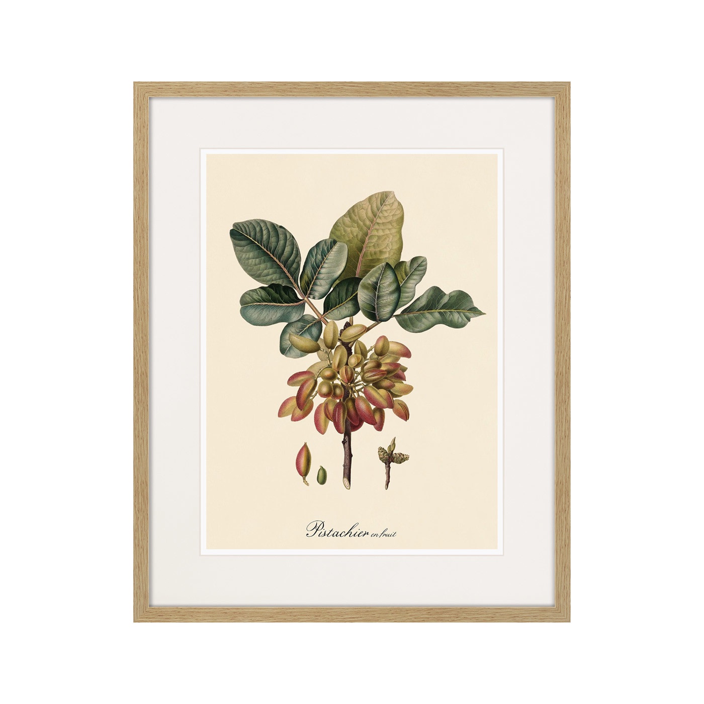 фото Картина Картины В Квартиру Juicy fruit lithography №8, 1870г., Бумага