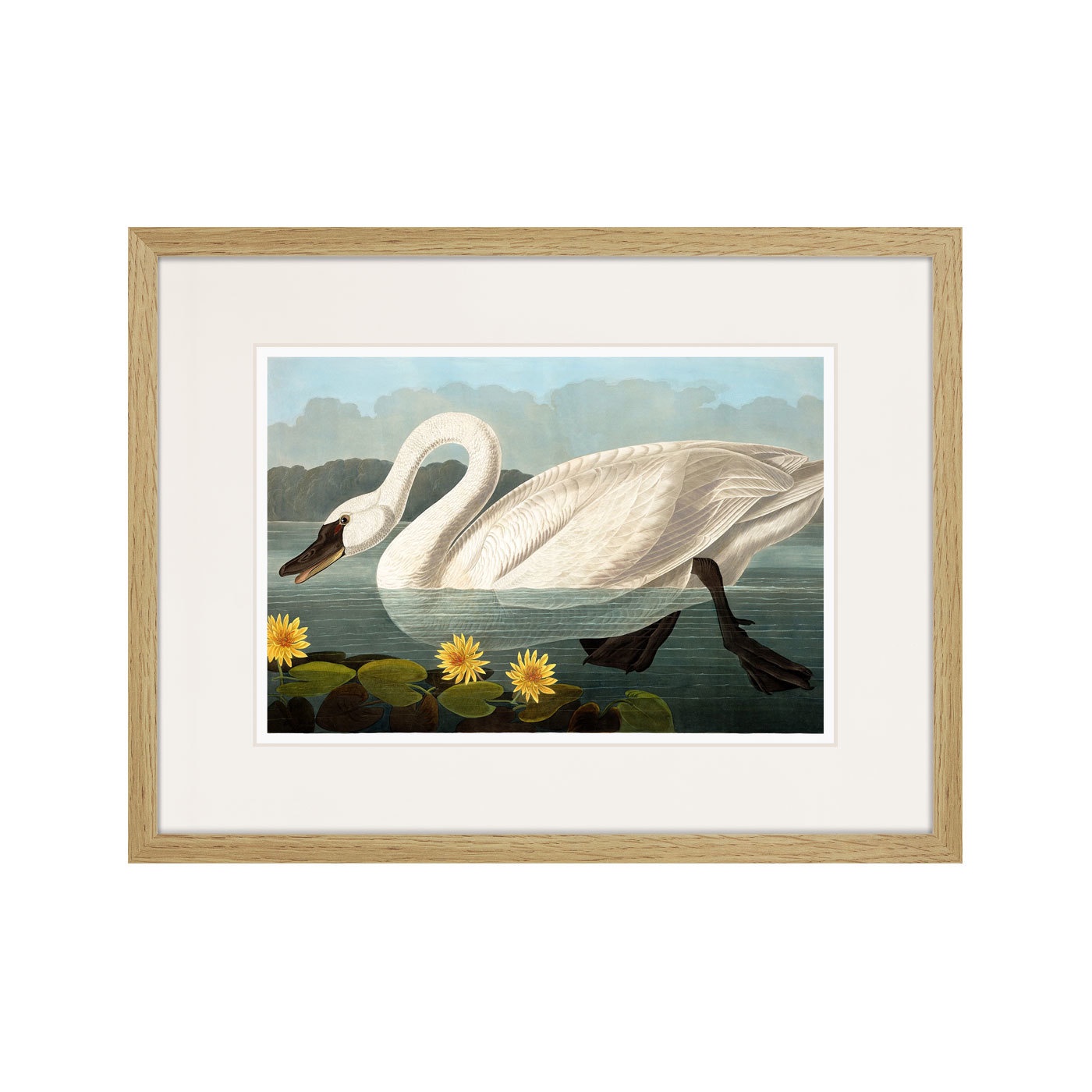 фото Картина Картины В Квартиру Common American Swan (white), 1838г., Бумага