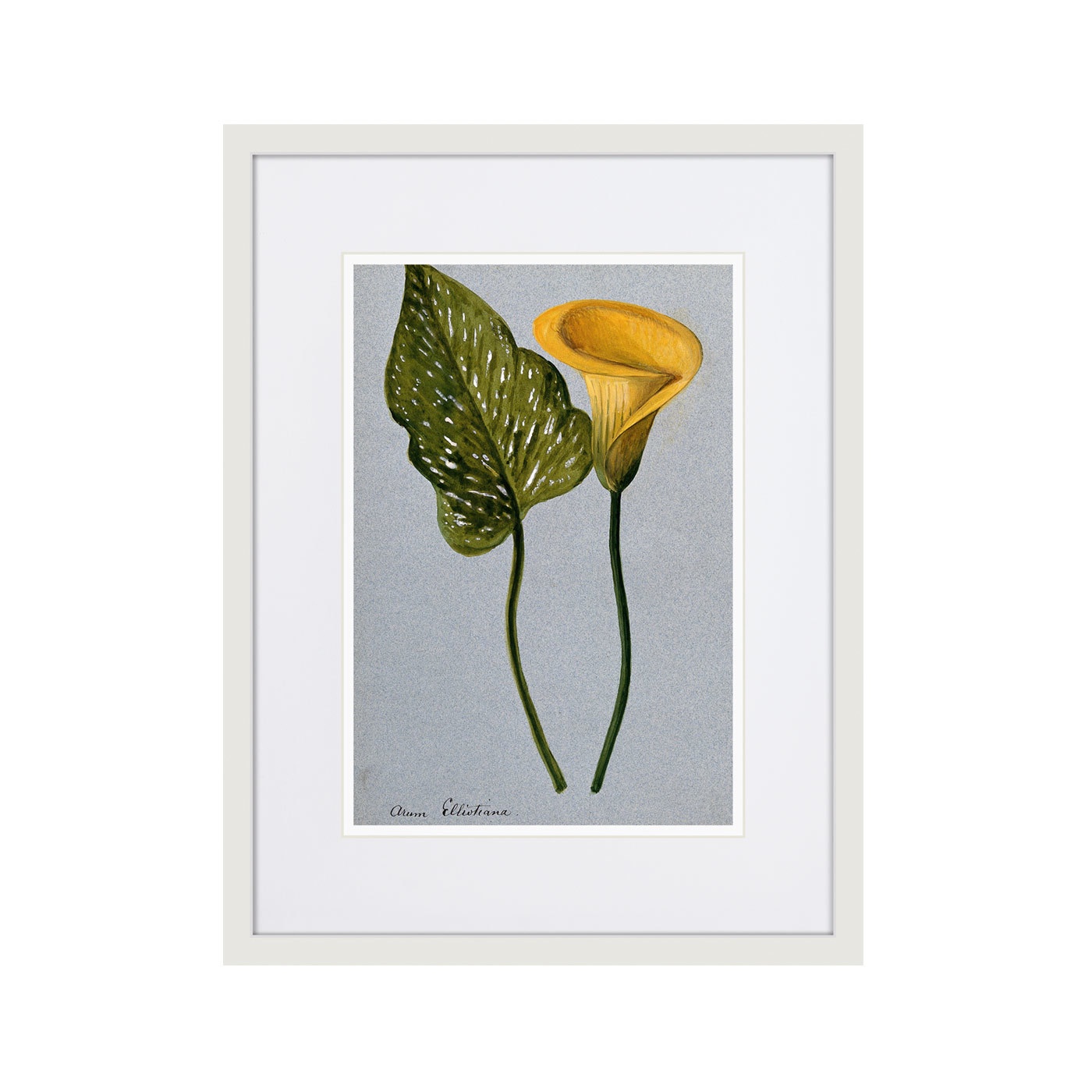 фото Картина Картины В Квартиру Yellow arum lily, 1899г., Бумага