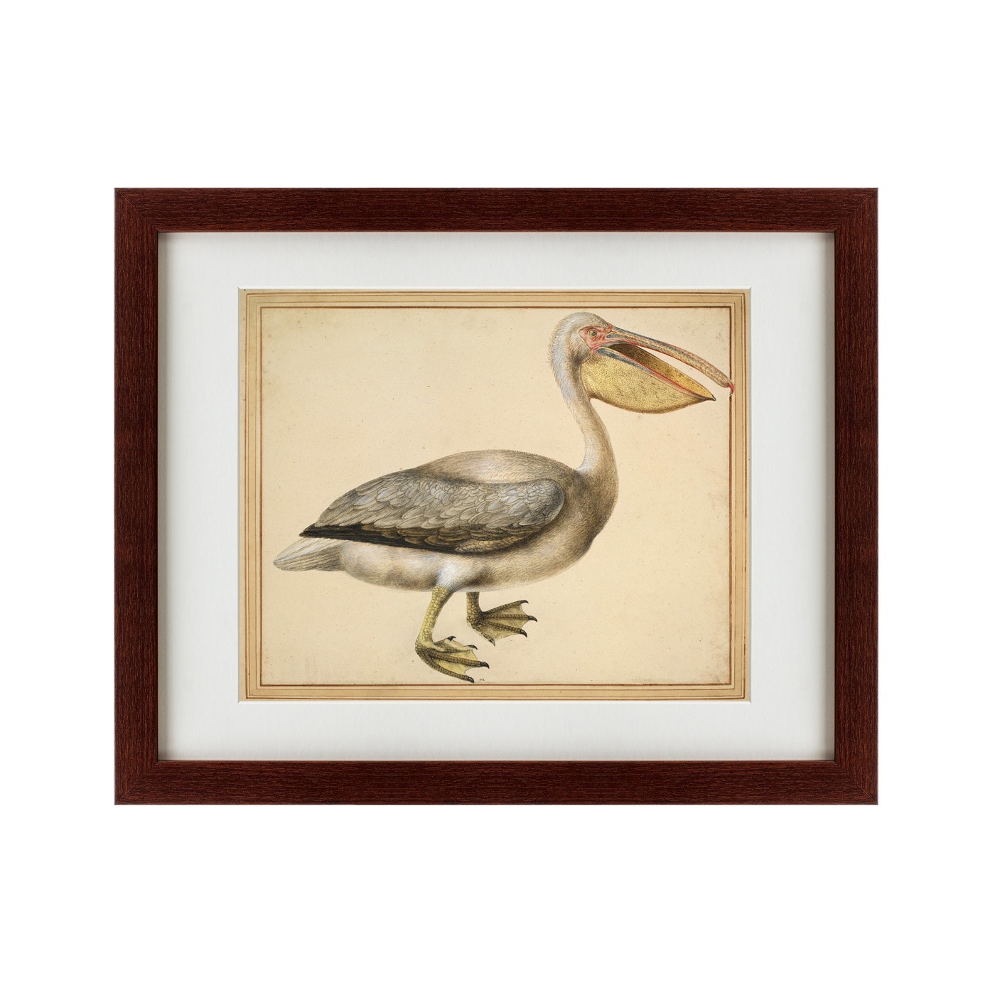 фото Картина Картины В Квартиру A European Pelican, 1635г., Бумага