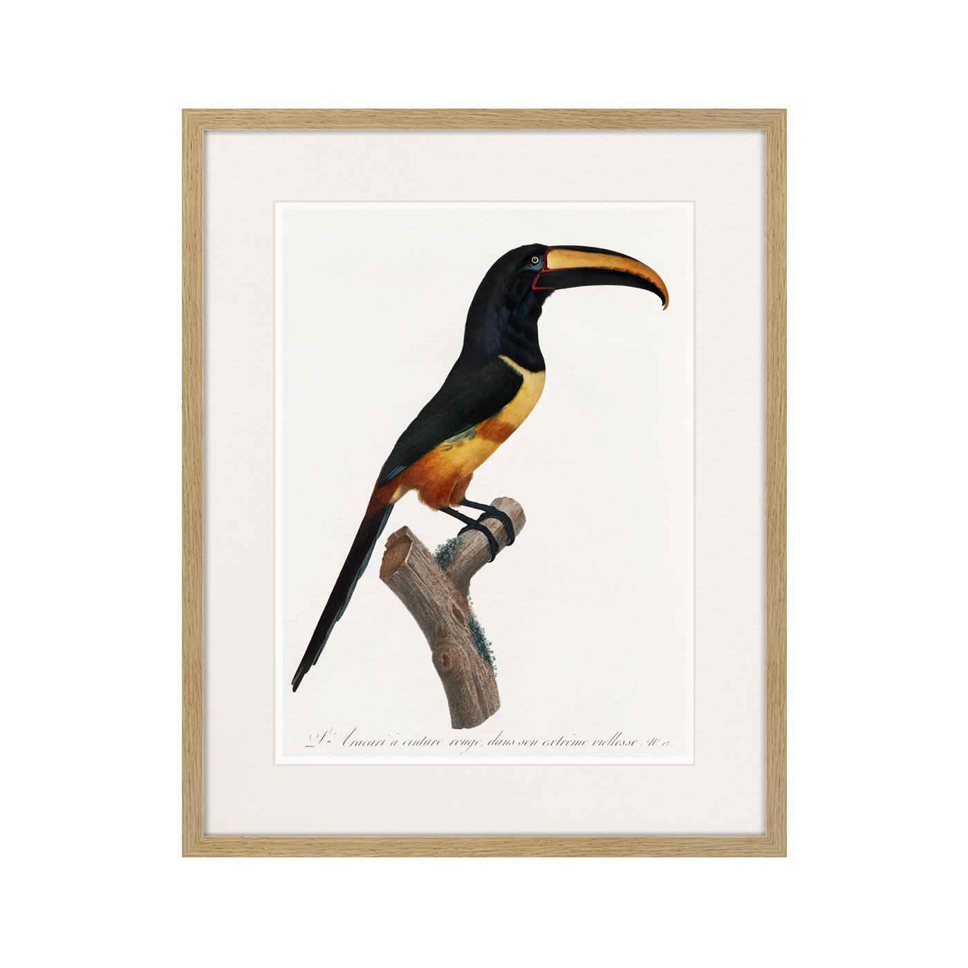 фото Картина Картины В Квартиру Коллекция Beautiful toucans (из 4-х картин), Бумага