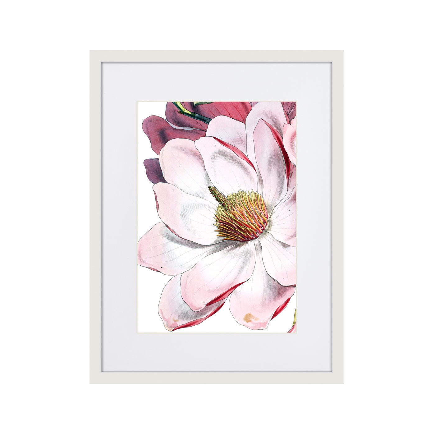 фото Картина Картины В Квартиру Коллекция Himalaya Plants Pink-Flower on white (из 4-х картин), Бумага