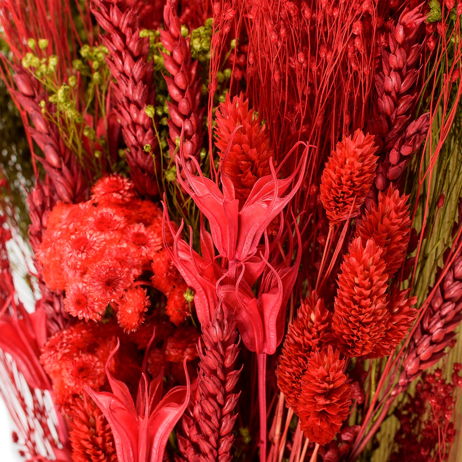 фото Букет из сухих цветов Вертикаль красный