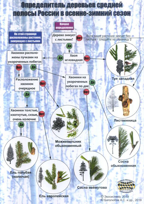 фото Наглядный определитель деревьев средней полосы России в осенне-зимний сезон