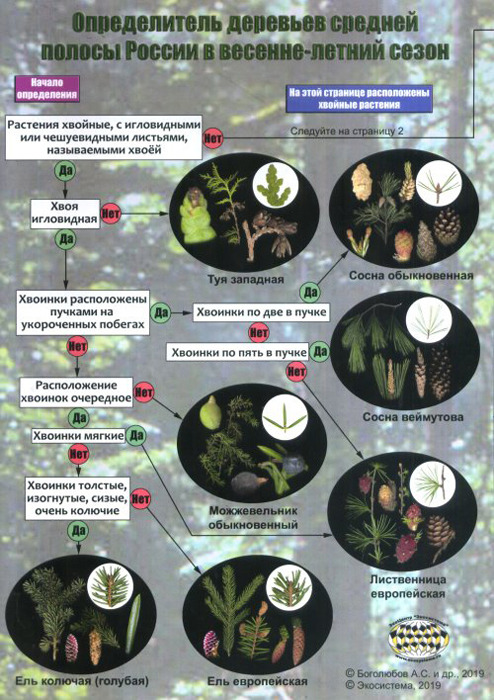 фото Наглядный определитель деревьев средней полосы России в весенне-летний сезон