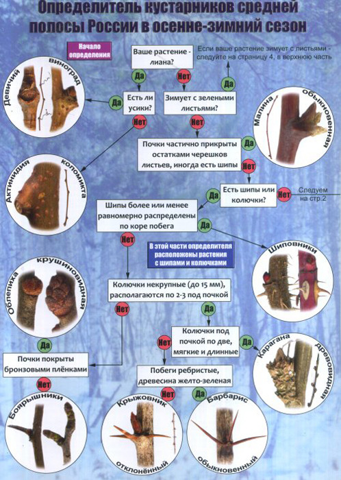 фото Наглядный определитель кустарников средней полосы России в осенне-зимний сезон
