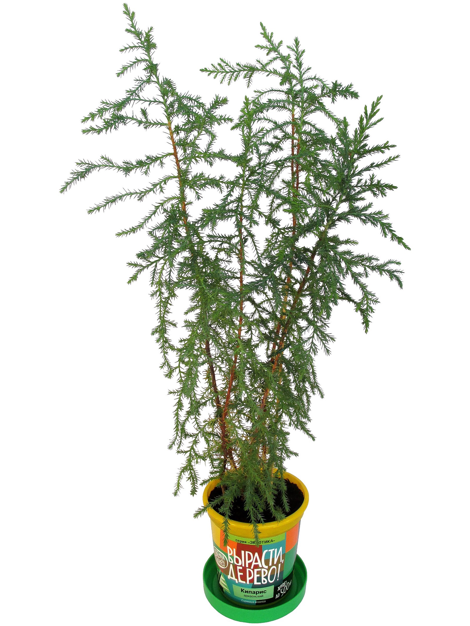 фото Набор для выращивания растений "Кипарис аризонский" zk-056 Вырасти, дерево!