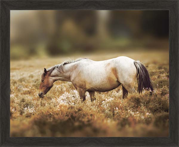 фото Картина Экорамка Лошадь и осеннее поле 57x47, МДФ