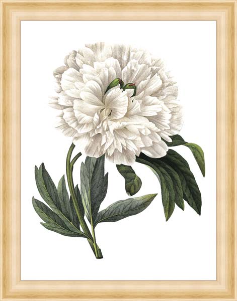 фото Картина Экорамка White peony 37x47, МДФ