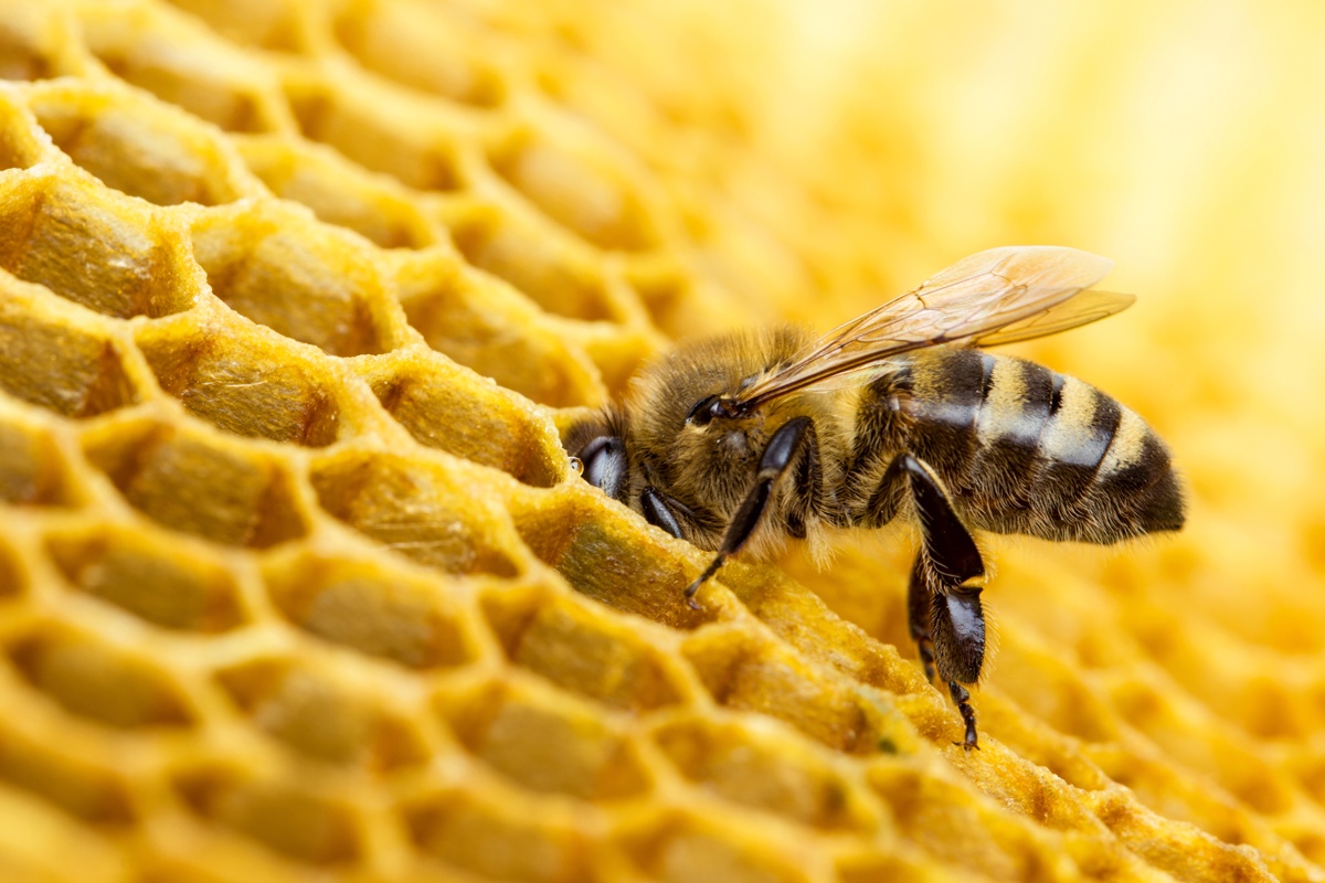 фото Картина Экорамка Пчела и соты, Холст