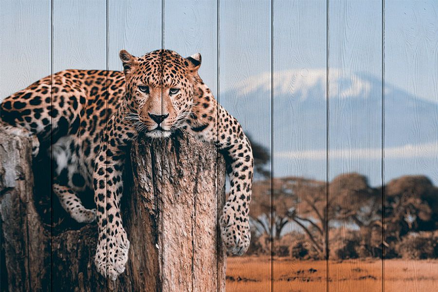 фото Леопард в прериях 60 х 90 см Дом корлеоне