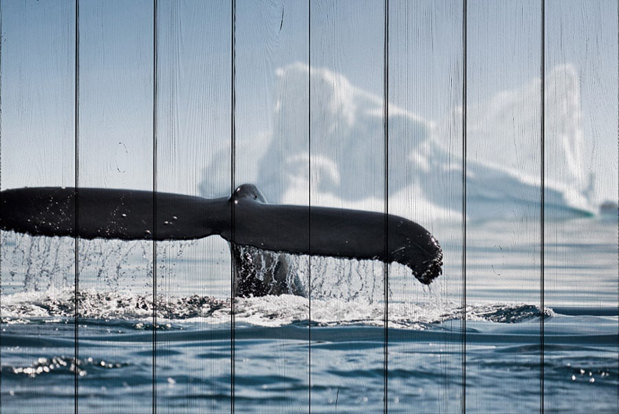 фото Хвост кита 80 х 120 см Дом корлеоне