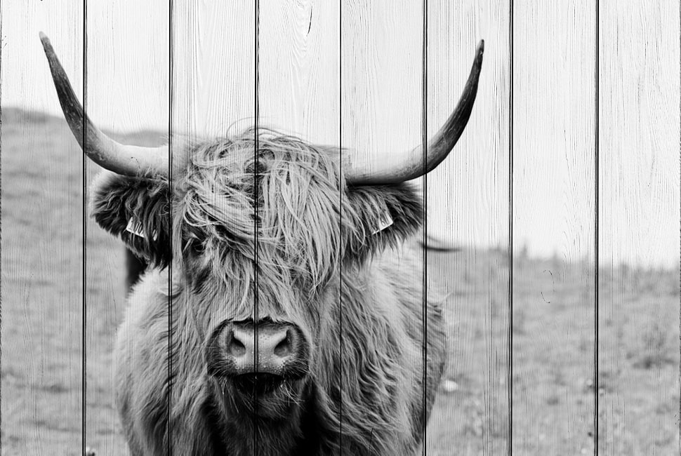 фото Шотландская корова 30 х 40 см Дом корлеоне