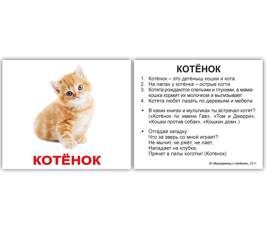 Проект про котят