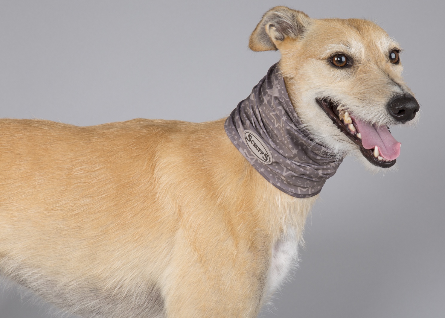 собака с воротником на шее. ортопедический воротник для собак. повязка на лапу для собаки от разлизывания. как сделать повязку собаке. бандаж тазобедренного сустава для собаки.