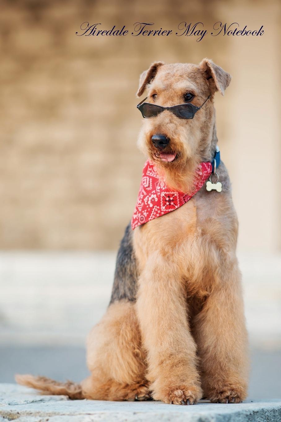 Эрдельтерьер с человеком