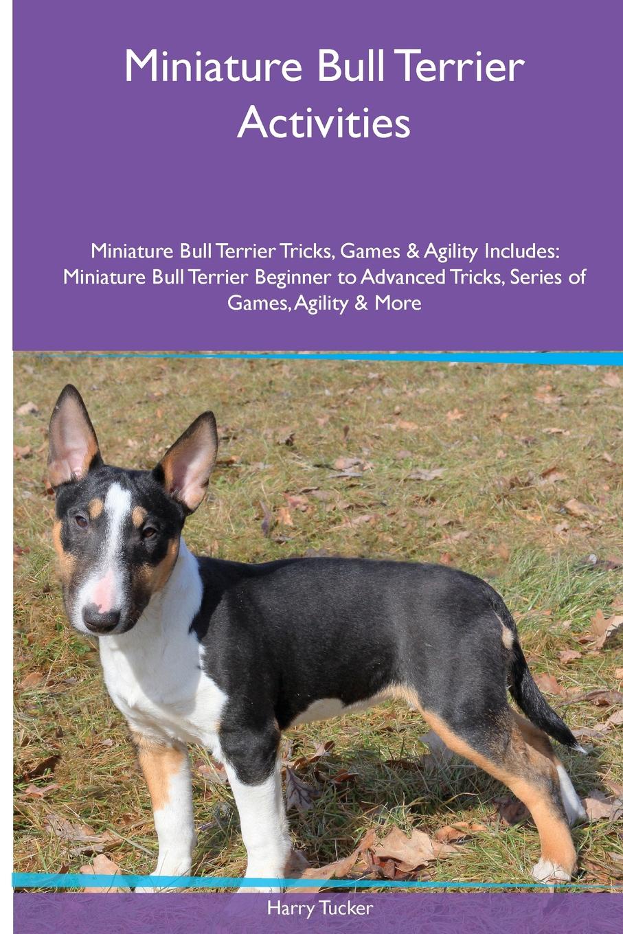 Miniature Bull Terrier  Activities Miniature Bull Terrier Tricks, Games & Agility. Includes. Miniature Bull Terrier Beginner to Advanced Tricks, Series of Games, Agility and More