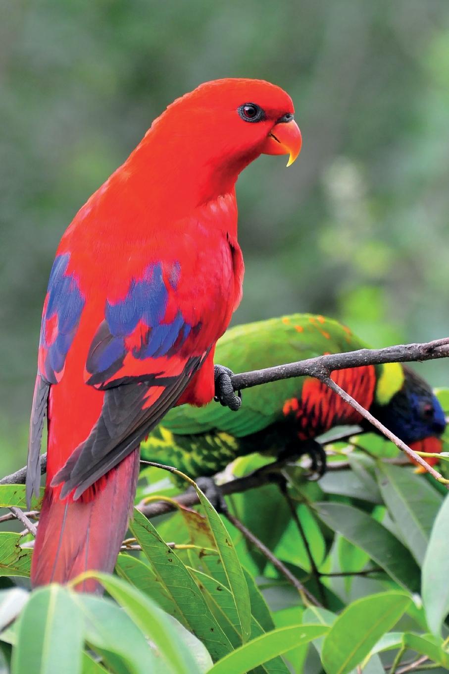 фото Red Lorikeet Notebook & Journal. Productivity Work Planner & Idea Notepad. Brainstorm Thoughts, Self Discovery, To Do List