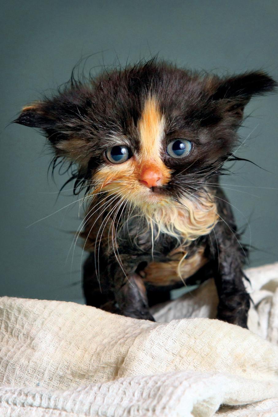 Wet Kitty