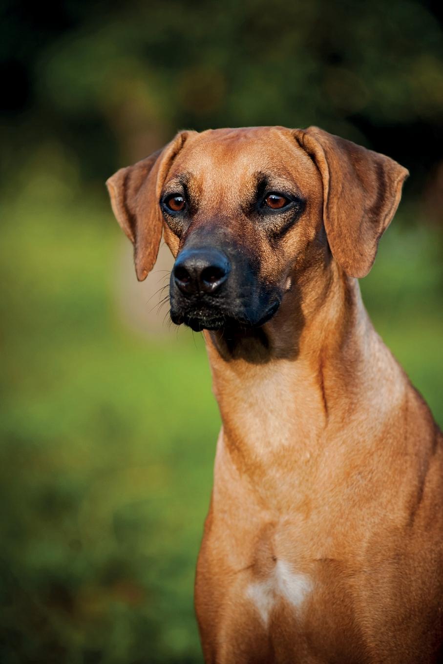 фото Rhodesian Ridgeback Winter Notebook & Journal. Productivity Work Planner & Idea Notepad. Brainstorm Thoughts, Self Discovery, To Do List