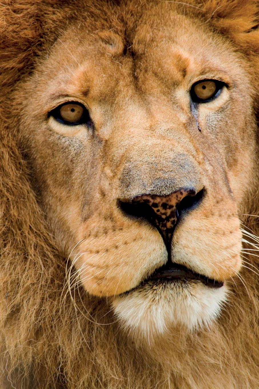 фото Lion Notebook & Journal. Productivity Work Planner & Idea Notepad. Brainstorm Thoughts, Self Discovery, To Do List