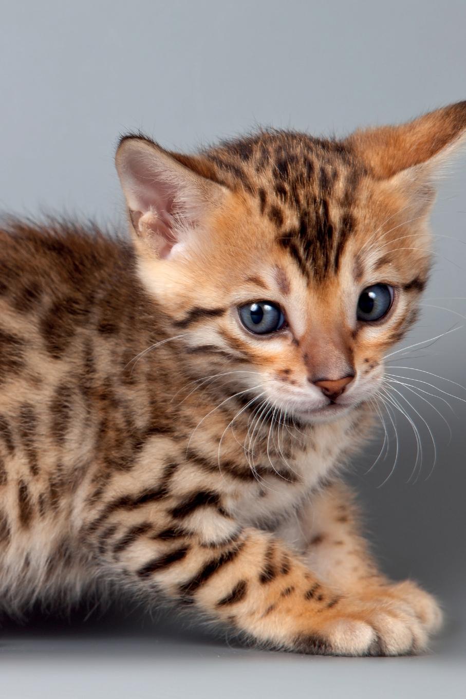 фото Bengal Kitten January Notebook & Journal. Productivity Work Planner & Idea Notepad. Brainstorm Thoughts, Self Discovery, To Do List