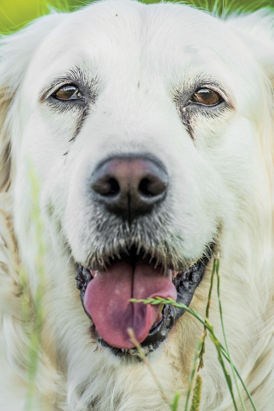 фото Golden Retriever May Notebook & Journal. Productivity Work Planner & Idea Notepad. Brainstorm Thoughts, Self Discovery, To Do List