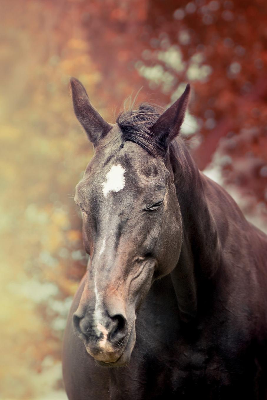 фото July Horse Notebook & Journal. Productivity Work Planner & Idea Notepad. Brainstorm Thoughts, Self Discovery, To Do List