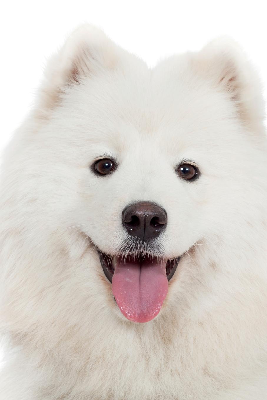 фото Samoyed Notebook & Journal. Productivity Work Planner & Idea Notepad. Brainstorm Thoughts, Self Discovery, To Do List