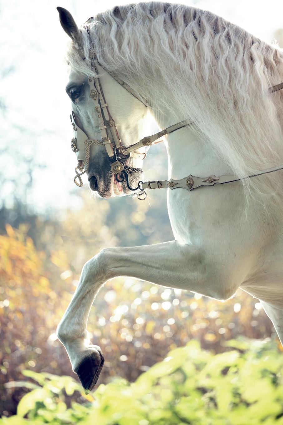 фото White Horse September Notebook & Journal. Productivity Work Planner & Idea Notepad. Brainstorm Thoughts, Self Discovery, To Do List