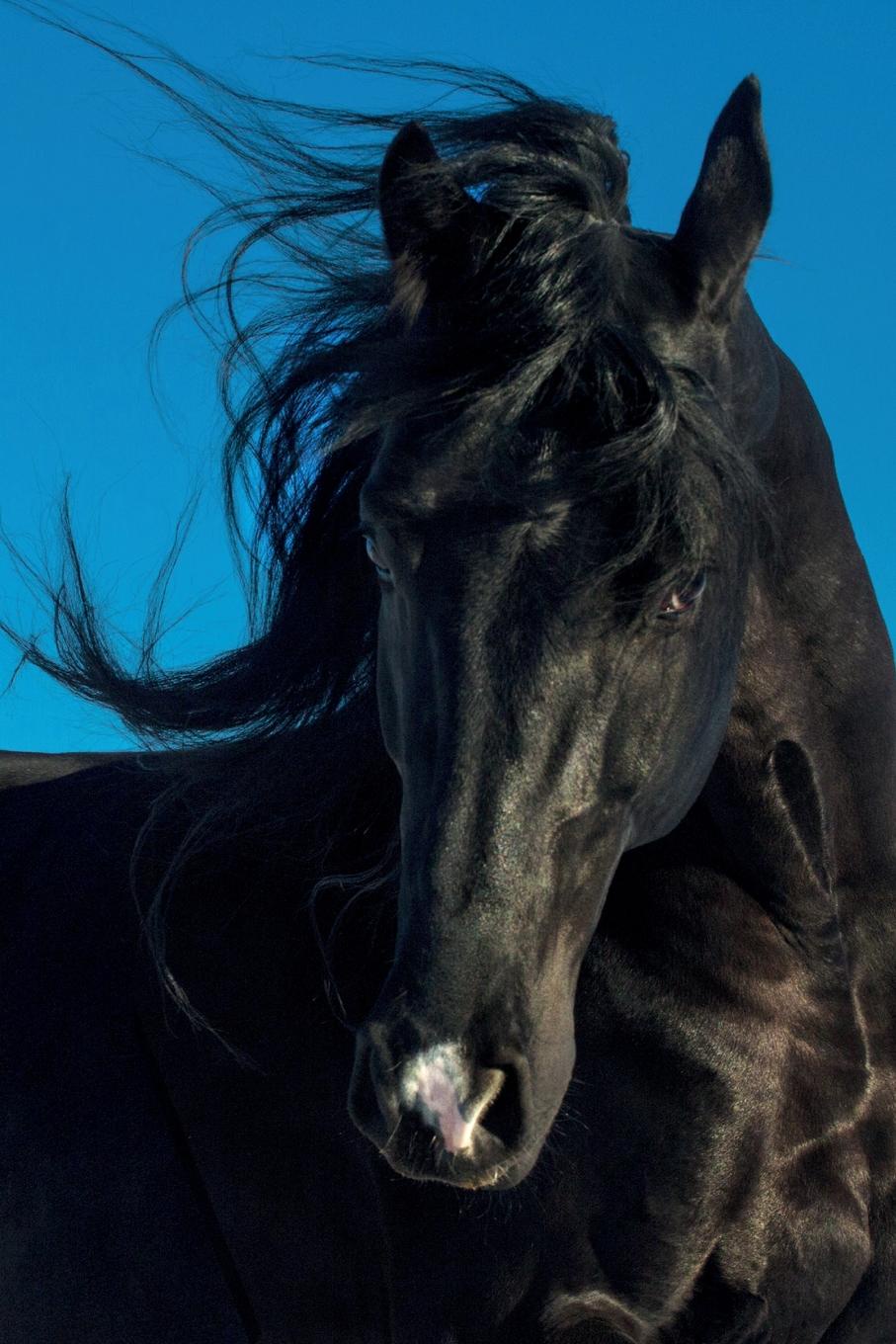 фото Horse May Notebook & Journal. Productivity Work Planner & Idea Notepad. Brainstorm Thoughts, Self Discovery, To Do List